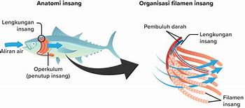 Ikan Tembakul Bernapas Dengan